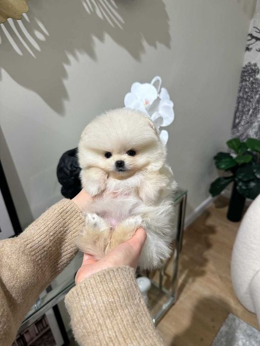 Щенки померанского шпица