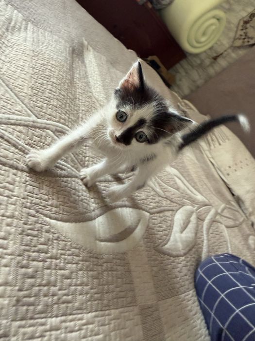 Отдам котенка в добрые руки