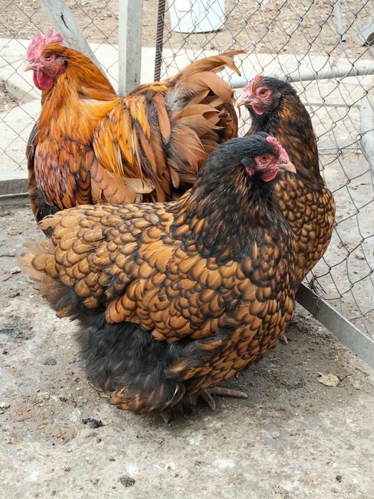 Инкубационные яйца