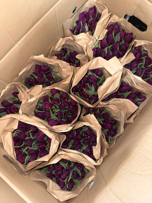 тюльпаны в наличий