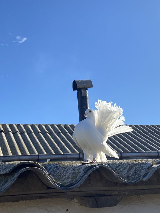 Schimb femela voltat 2025 cu un mascul voiajor