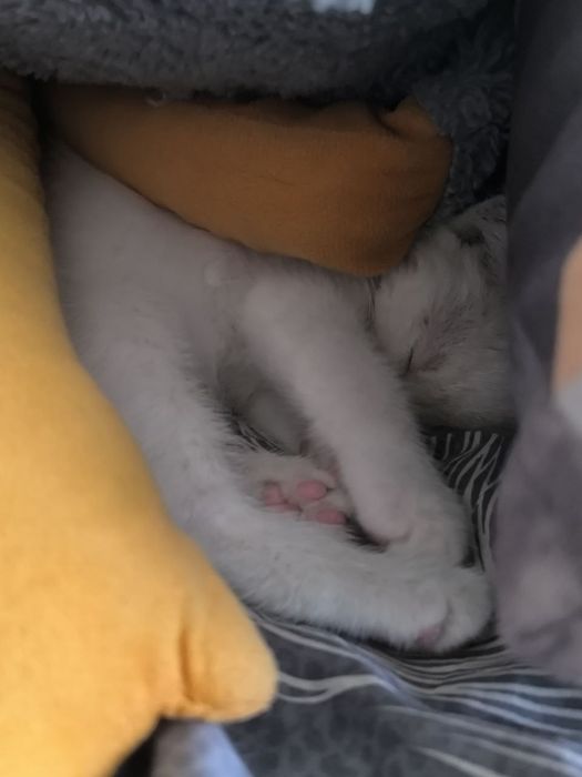 Отдам котёнка в добрые руки