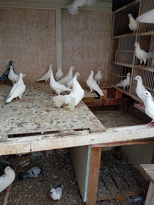 Porumbei albi voiajori