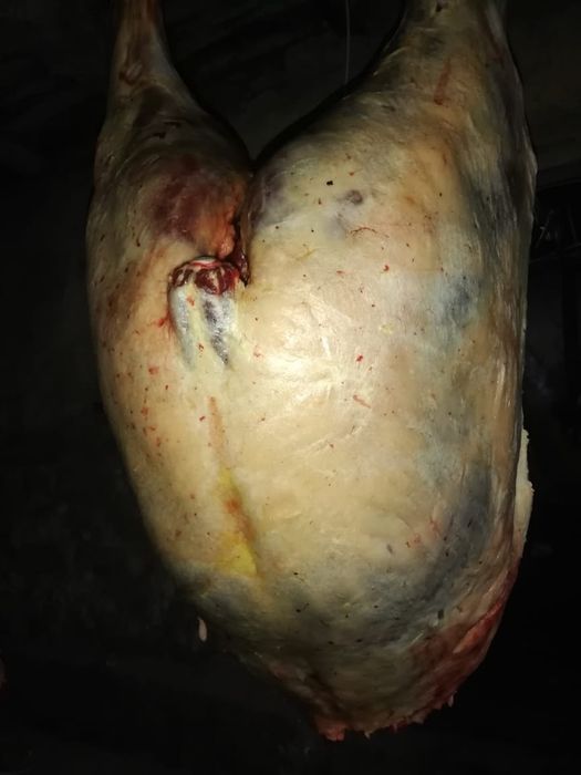 Соғым байталдар сатылады