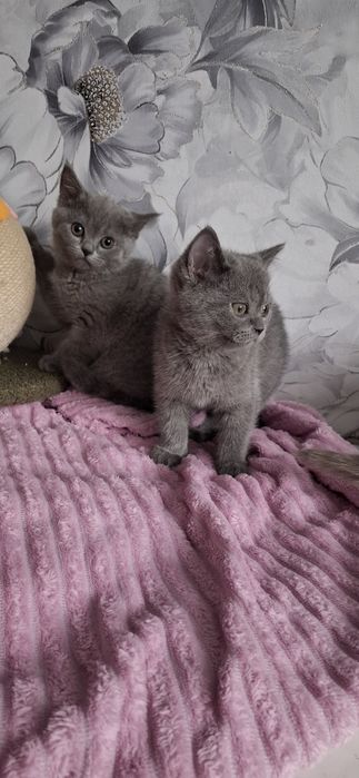 Британцы котята с документами