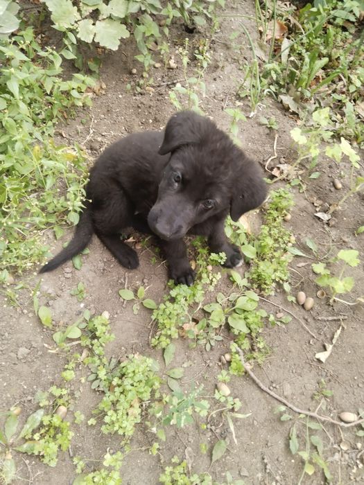 Продам авчарка немецкую 2 месяца
