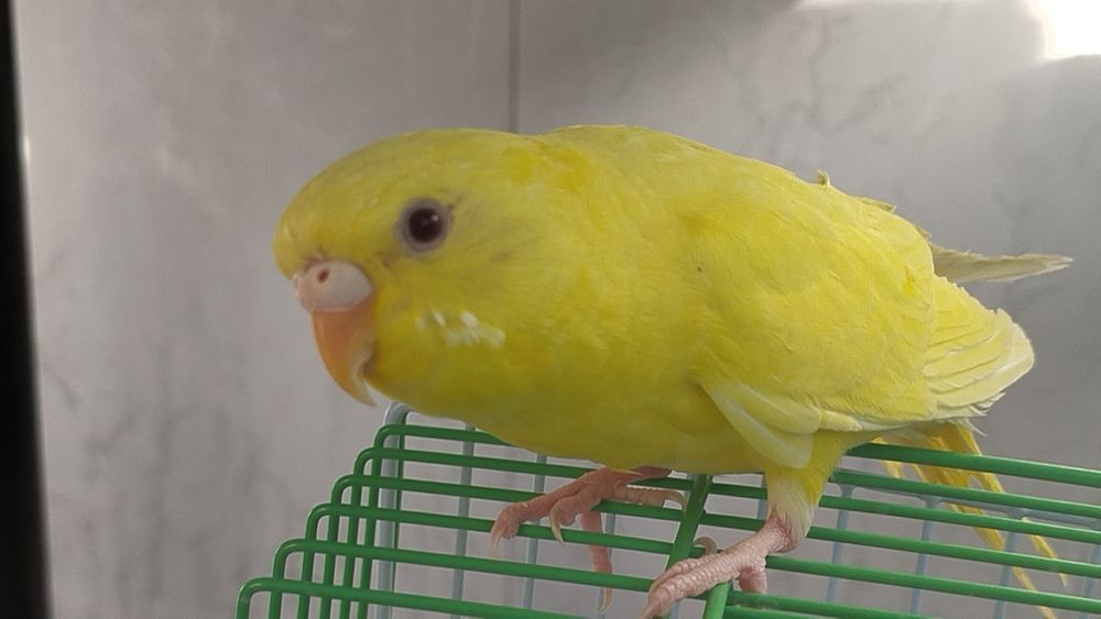 Продаю волнистого попугая