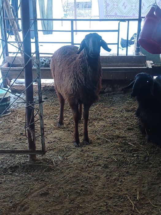 Гиссар тоқты қошқар