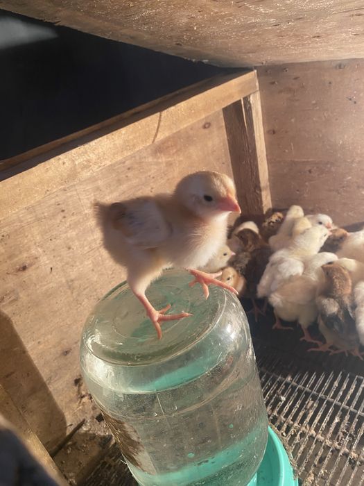 Балапандар цыпляти