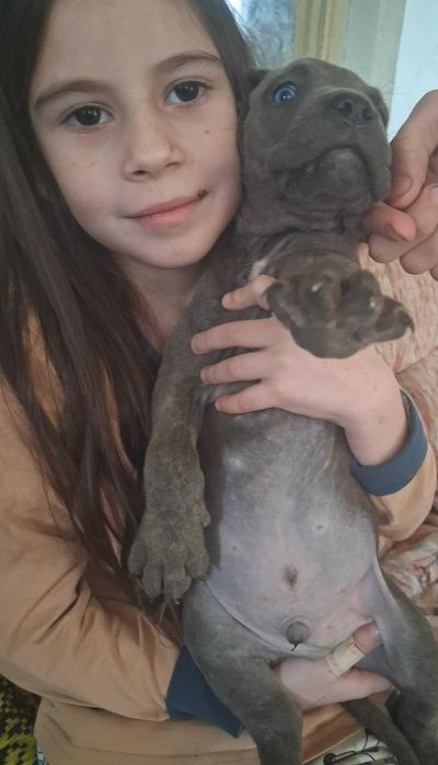 Кане Корсо кученца