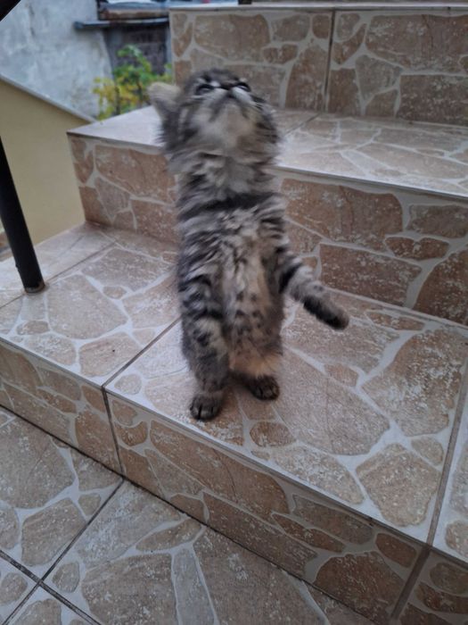 Котета малки, пухкави