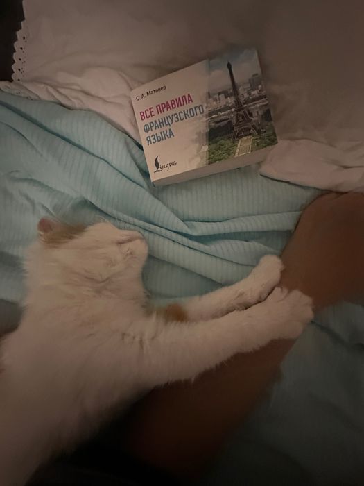 Котенок породистый