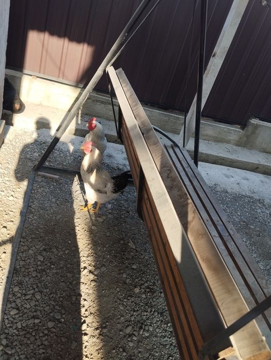 Продам петушков, породы Адлер