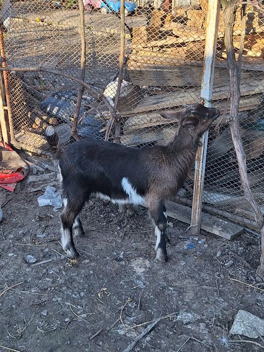 Vind iedite alpin francez