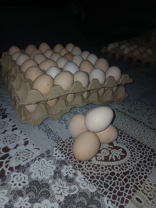 Тухумлар сотилади