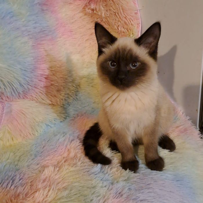 милый сиамский малыш Кинг-3мес