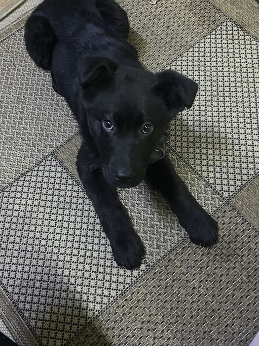 Метис овчарки девочка