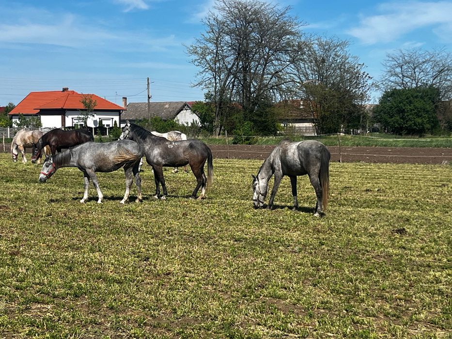 Vand pereche de iepe lipitan cu pedigree