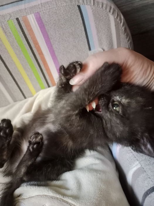 Кошечка ищет дом!