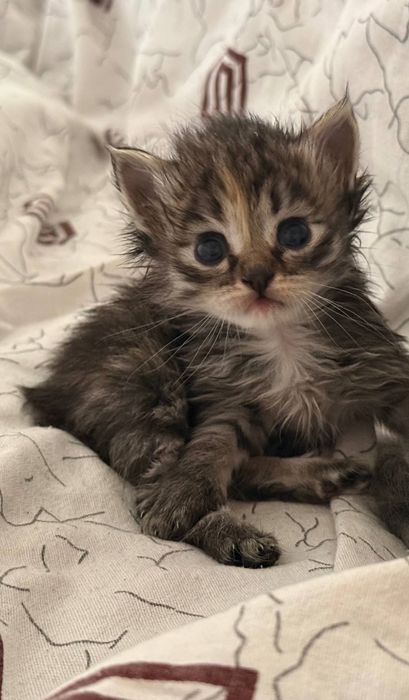 Отдаём котят в добрые руки