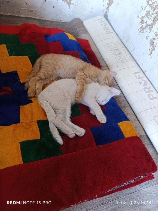 Мысықтар бесплатно