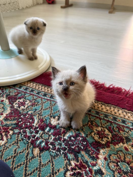 Продаются котята