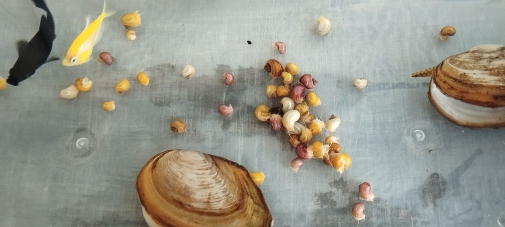 Продаются аквариумные рыбки и улитки!