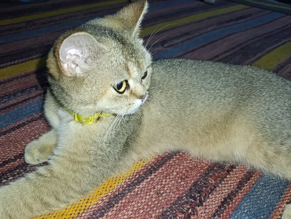 Mushuk sotiladi .