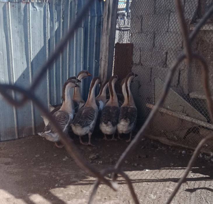 Продам  серых гусаков