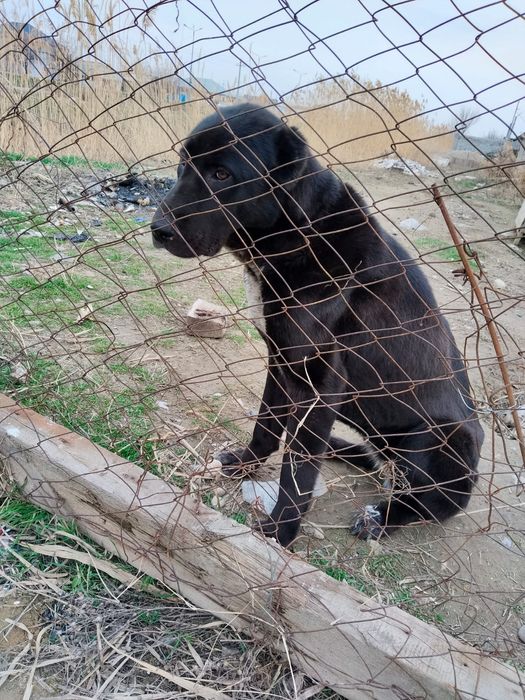 Алабай ит сатылады 2 жаста