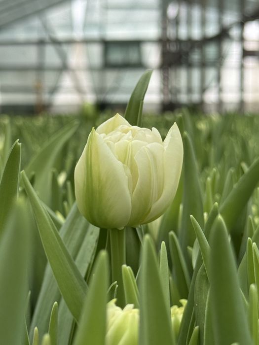 тюльпаны оптом алматы