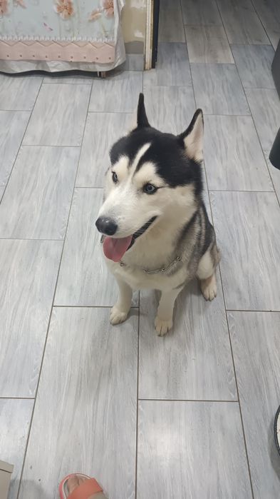 Вязка сибирской хаски