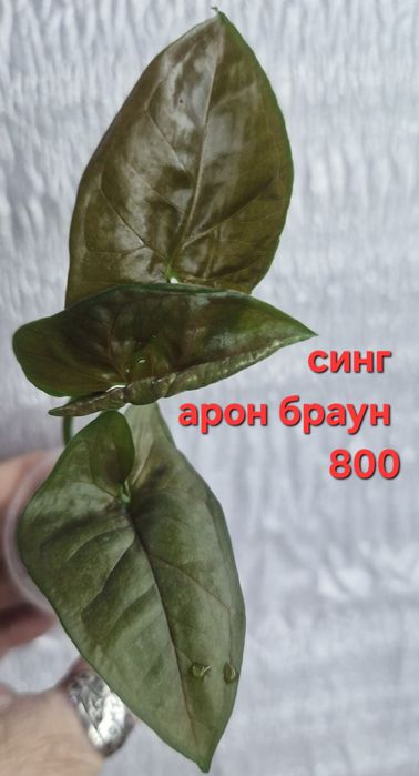 Комнатные растения в продажу