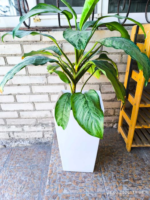 Цветы комнатные в г Тараз