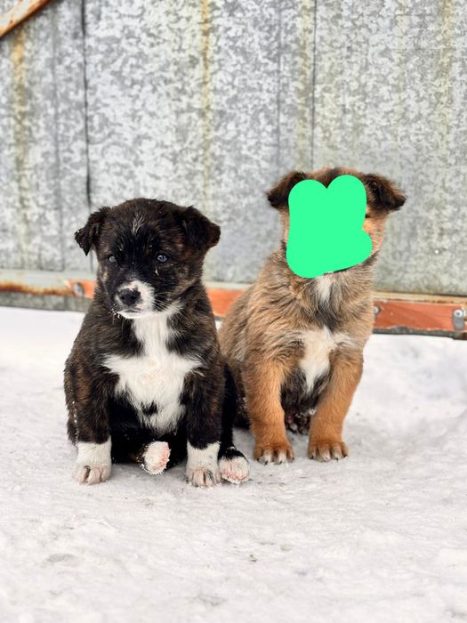 Отдадим щенка лабрадора