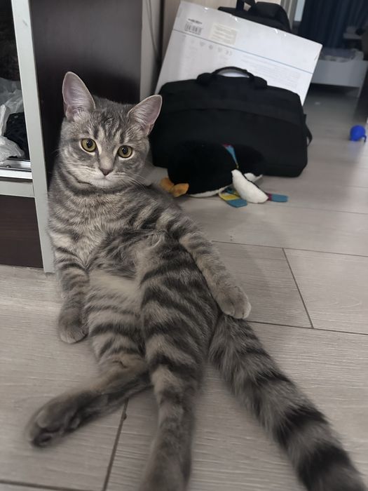 Отдам кошку в добрые руки