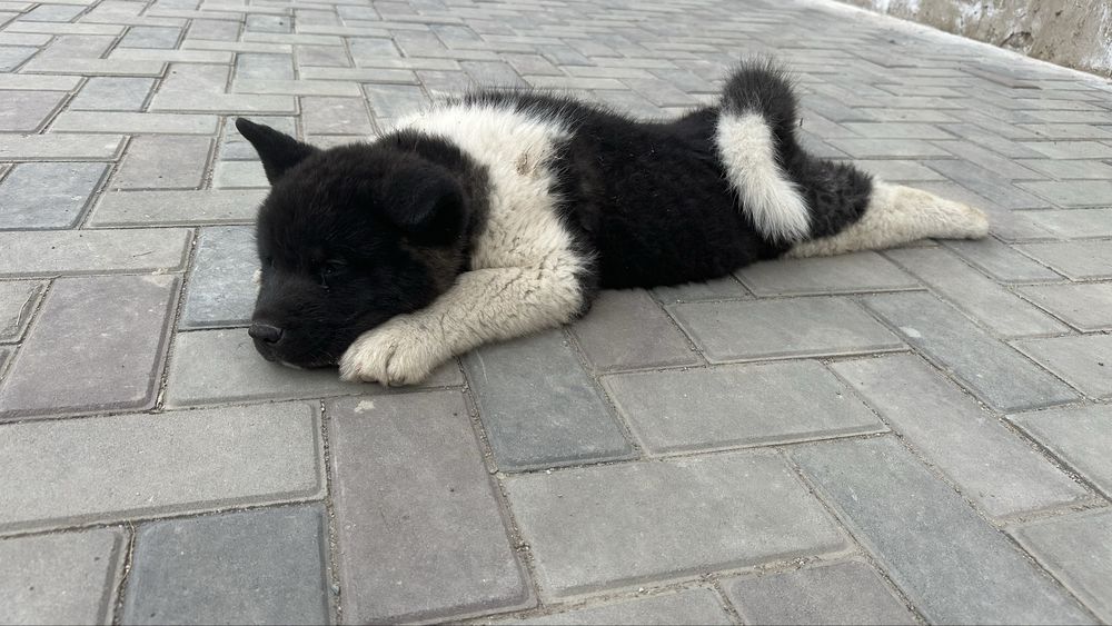 Щенки Американской акиты