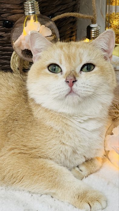 Чистокровная британка NY11