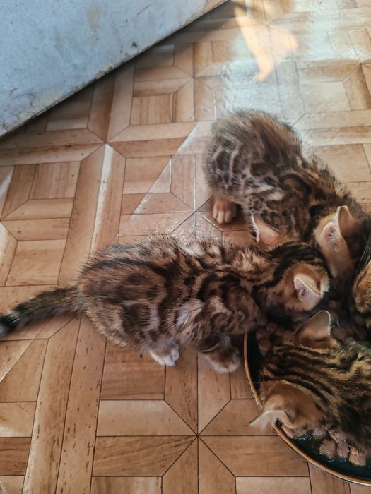 Продам котят бенгал родились 14.08