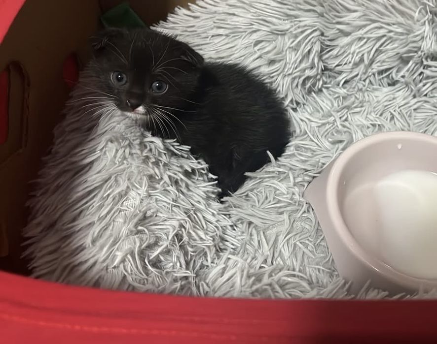 Шотландский вислоухий котёнок