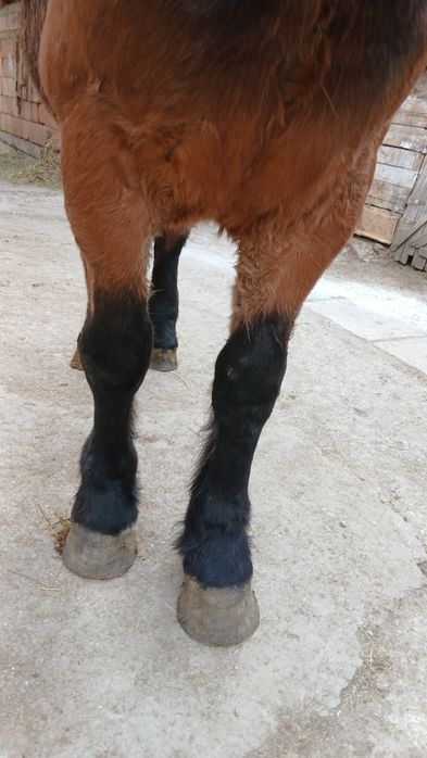 Vând sau schimb mânză murga