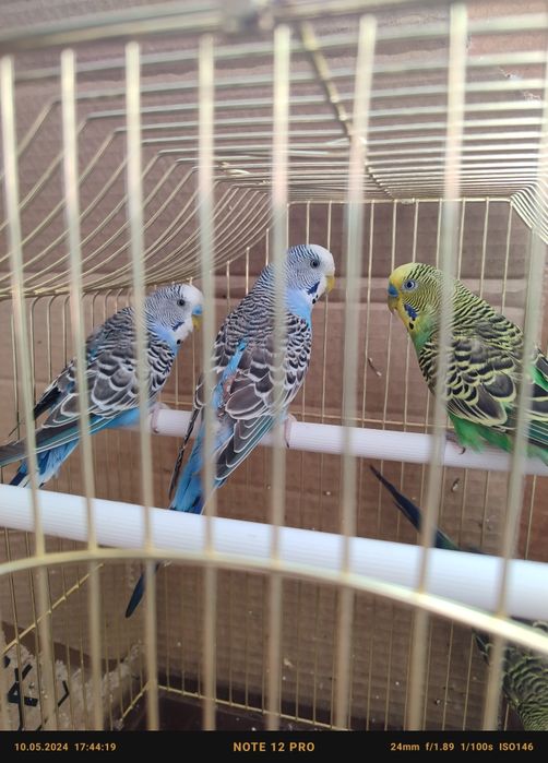 Волнистые попугаи