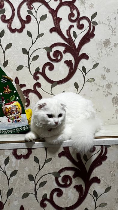 Scottish strayt mushukcha