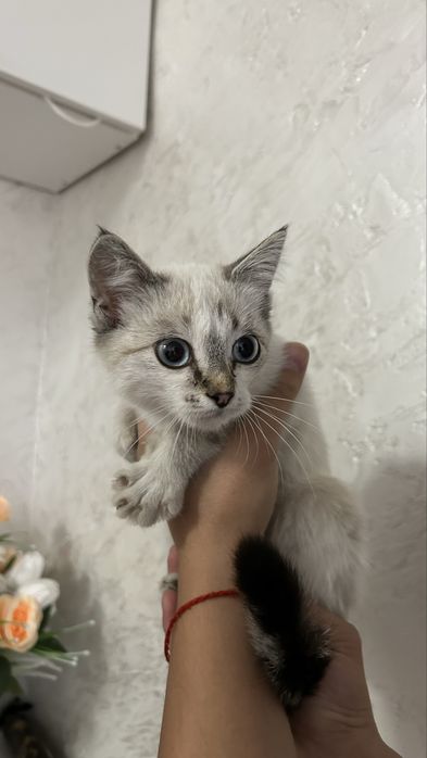 Найдена кошечка