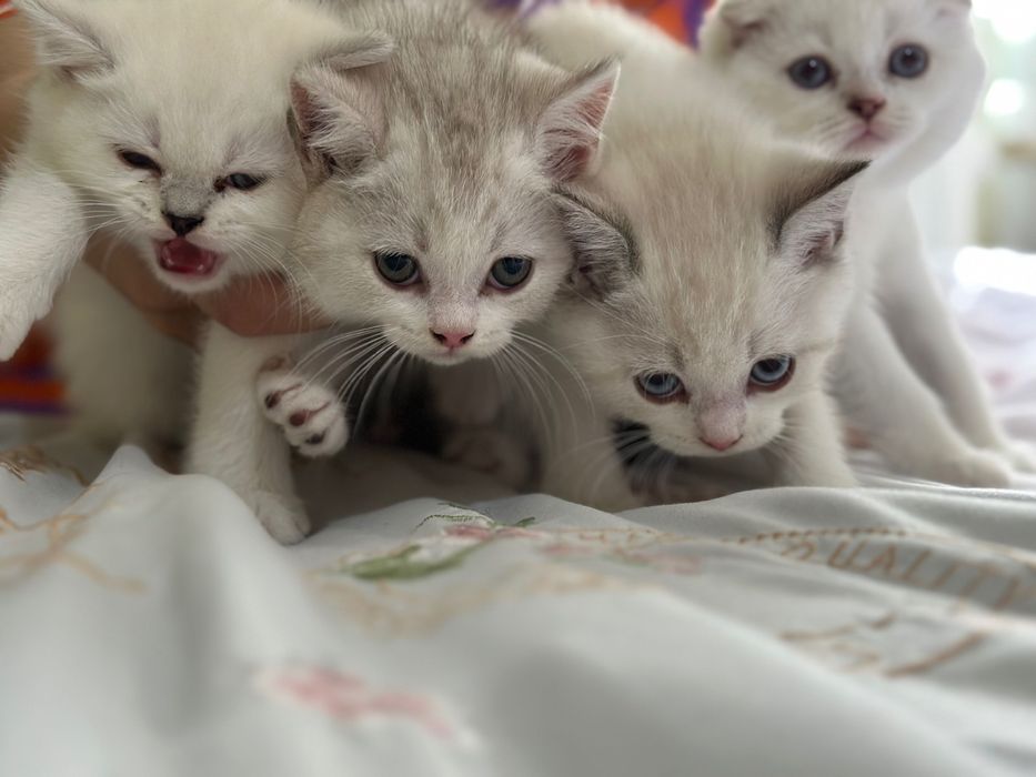 мушукчалар сотилади, котята, чистокровная fold, britanski shinshilla