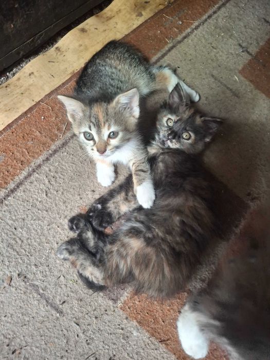 Подарявам котенца