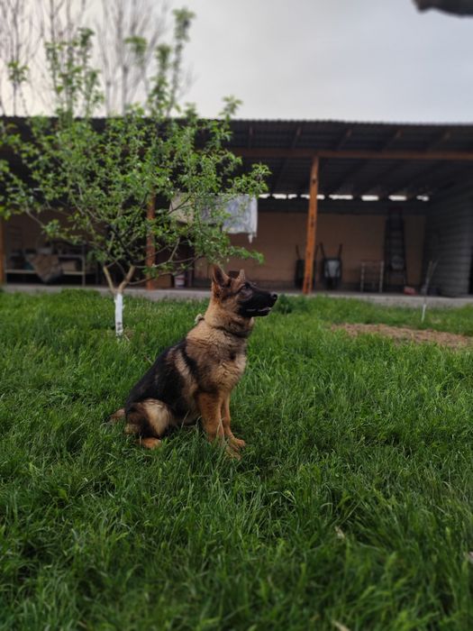 Продается немецкая овчарка