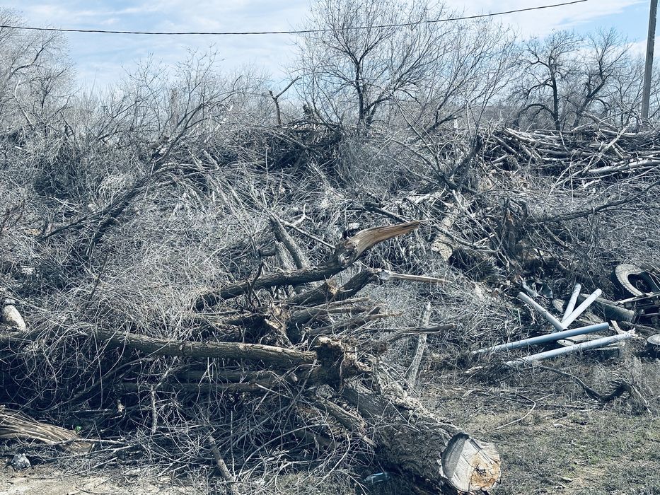дерево сухой на