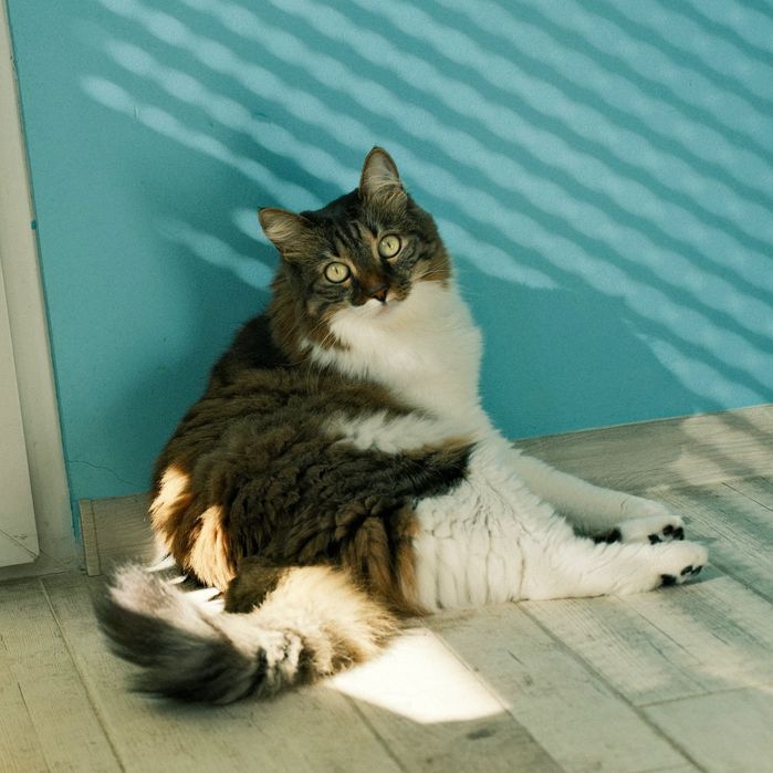 Домашно коте търси нов дом