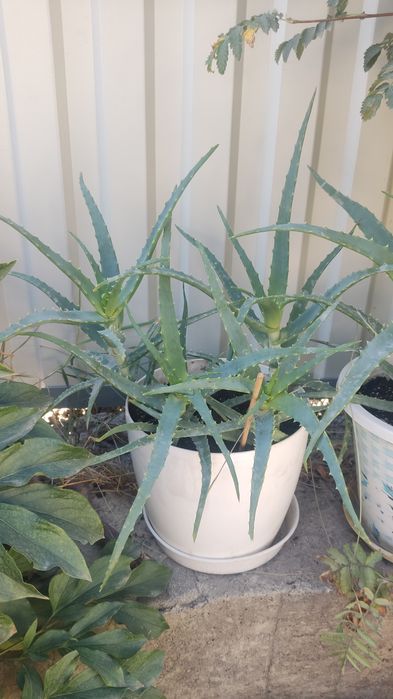 Алое столетник, лечебный